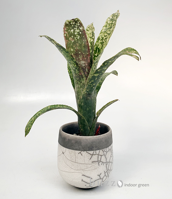 ビルベルギア サルサ｜buzz